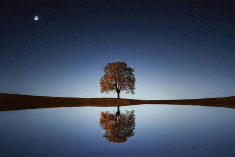 Tree In Between Ocean - Minimalist wallpaper