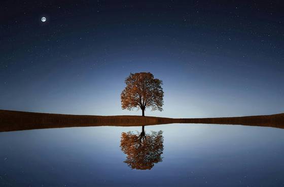 Tree In Between Ocean wallpaper for iPad mini (2266x1488)