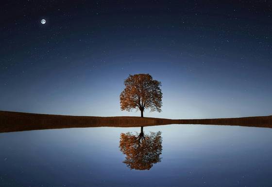 Tree In Between Ocean wallpaper for iPad Pro 11-inch (2420x1668)
