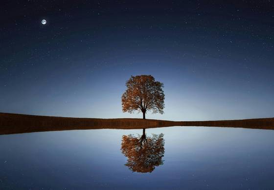Tree In Between Ocean wallpaper for iPad (11-inch) (2360x1640)