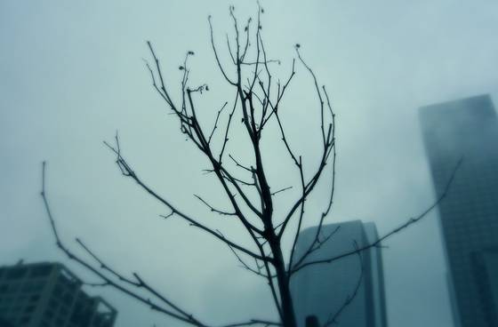 Blank Tree wallpaper for iPad mini (2266x1488)