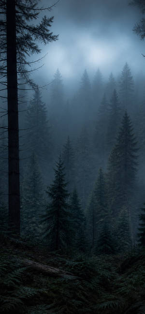 Foggy Pine Forest at Dusk wallpaper for iPhone 13 (1170x2532)