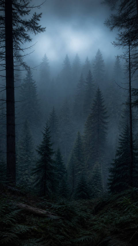 Foggy Pine Forest at Dusk - Nature wallpaper