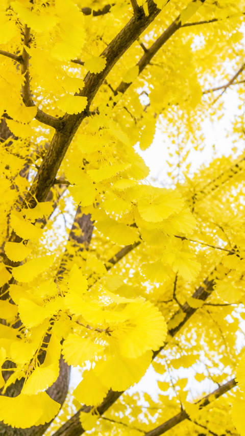 Golden Ginkgo Autumn Canopy - Nature wallpaper