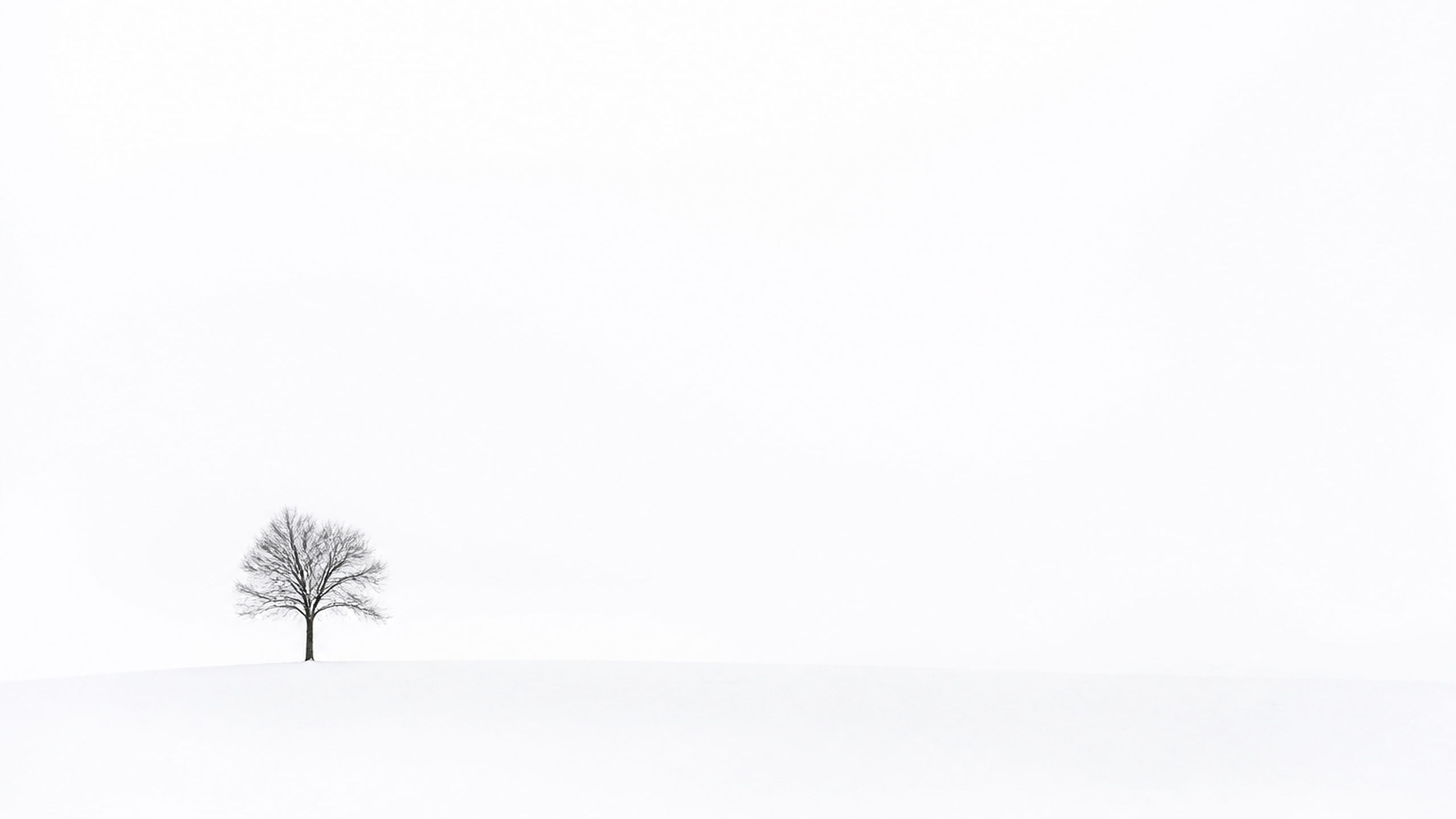 Lone Tree in White Snowscape