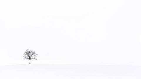 Lone Tree in White Snowscape - Minimalist wallpaper