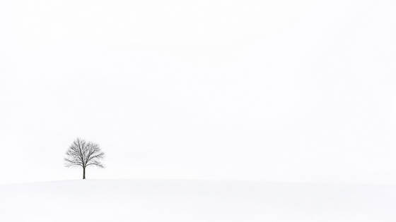 Lone Tree in White Snowscape wallpaper for 1920×1080 (Full HD) (1920x1080)