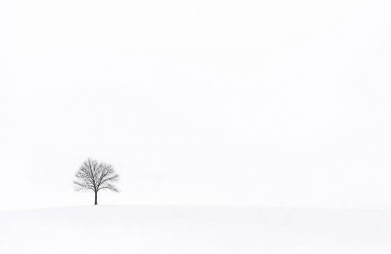 Lone Tree in White Snowscape wallpaper for MacBook Pro 14-inch (3024x1964)