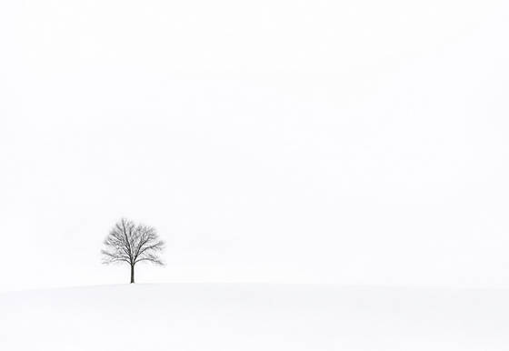 Lone Tree in White Snowscape wallpaper for iPad Pro 11-inch (2420x1668)