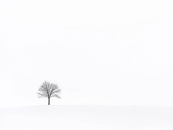 Lone Tree in White Snowscape wallpaper for iPad Pro 13-inch (2752x2064)