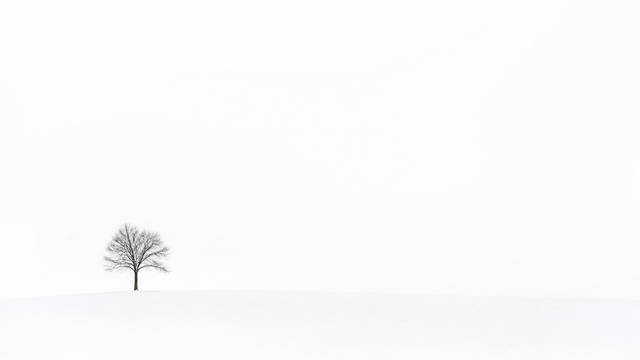 Lone Tree in White Snowscape - 2K laptop wallpaper