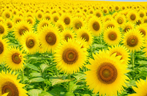 Sunflower Field in Bright Daylight wallpaper for MacBook Pro 14-inch (3024x1964)
