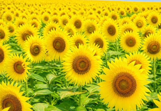 Sunflower Field in Bright Daylight wallpaper for iPad Pro 11-inch (2420x1668)