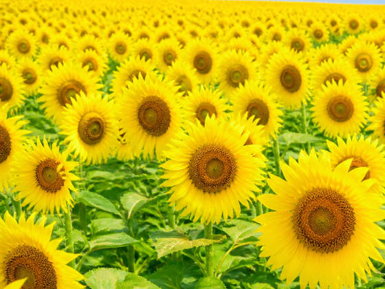 Sunflower Field in Bright Daylight wallpaper for iPad Pro 13-inch (2752x2064)