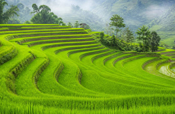 Misty Green Rice Terraces wallpaper for MacBook Pro 14-inch (3024x1964)