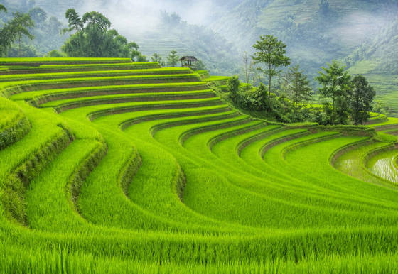 Misty Green Rice Terraces wallpaper for iPad Pro 11-inch (2420x1668)