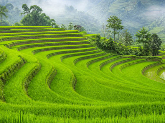 Misty Green Rice Terraces wallpaper for iPad Pro 13-inch (2752x2064)