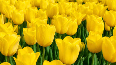 Yellow Tulip Field in Spring - Nature wallpaper
