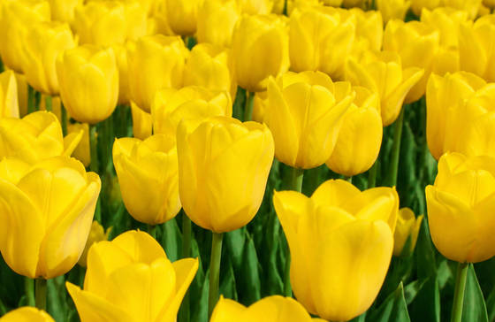 Yellow Tulip Field in Spring wallpaper for MacBook Pro 14-inch (3024x1964)