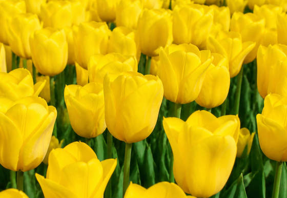 Yellow Tulip Field in Spring wallpaper for iPad Pro 11-inch (2420x1668)