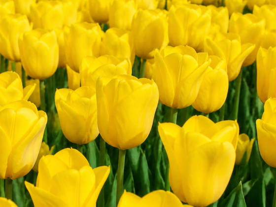 Yellow Tulip Field in Spring wallpaper for iPad Pro 13-inch (2752x2064)