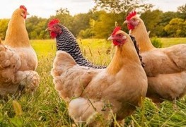 Construire un enclos pour ses poules