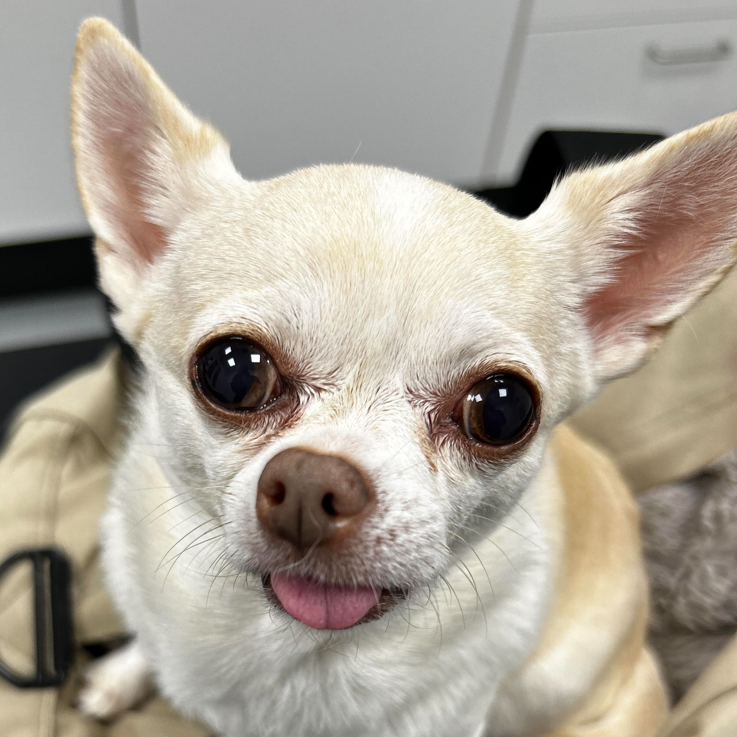 Lola the Crooked Nose Chihuahua