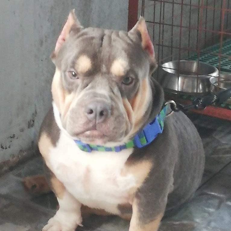 Kab the Sad American Bully