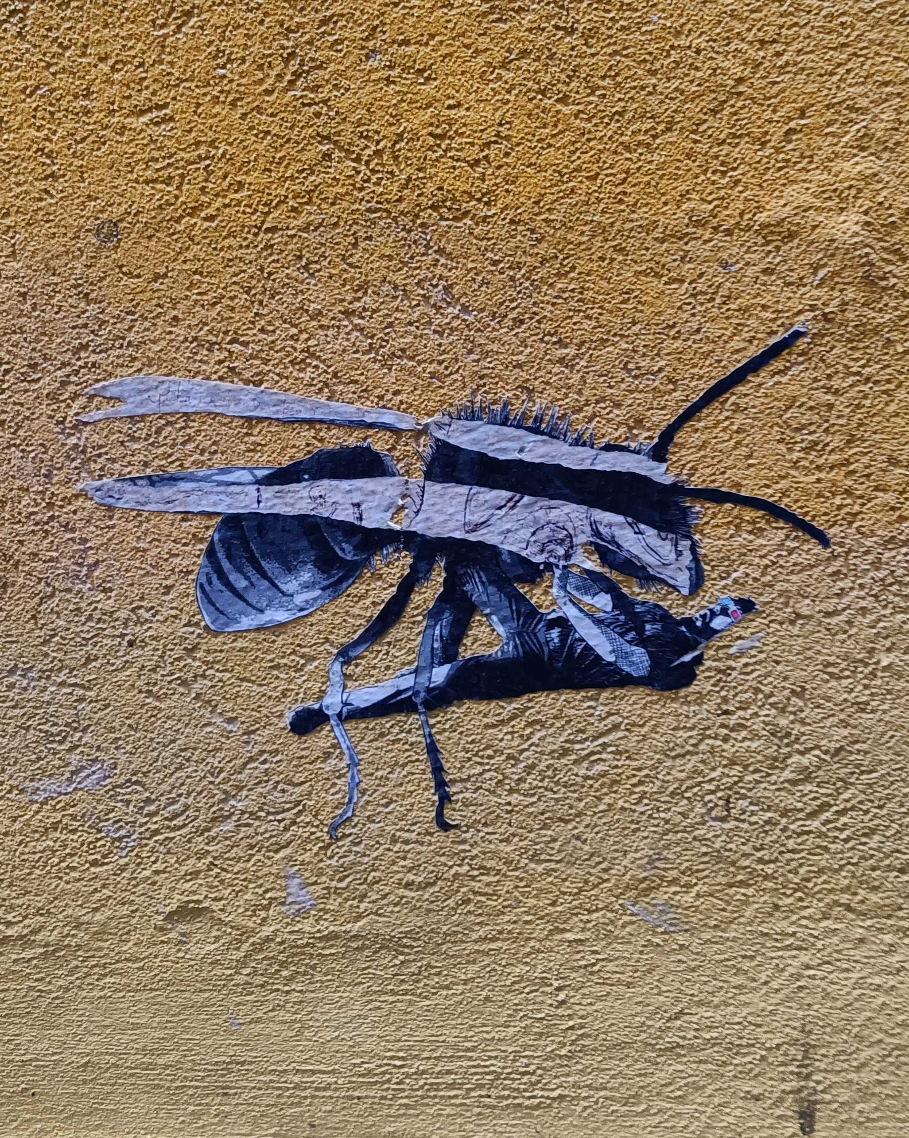 Graffiti 6062  capturé par Rabot à Porto Portugal