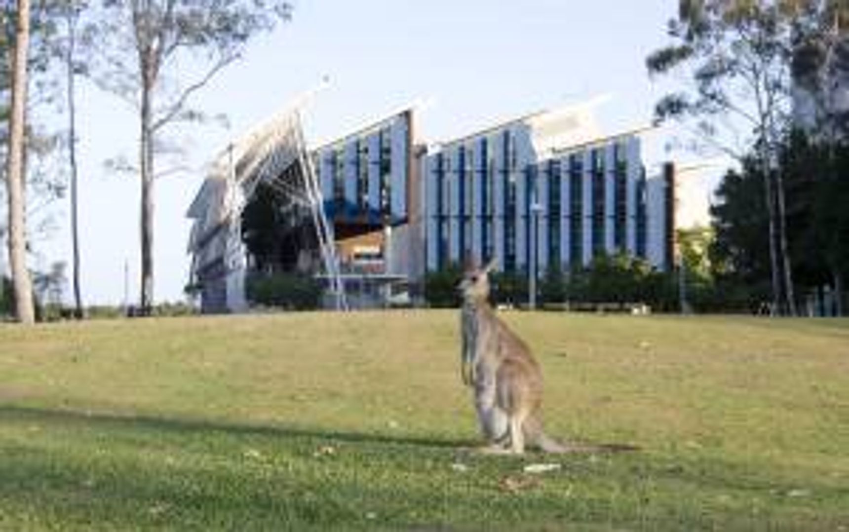 University of the Sunshine Coast : des kangourous se promènent sur le campus. Qu'attends-tu pour les rejoindre ?