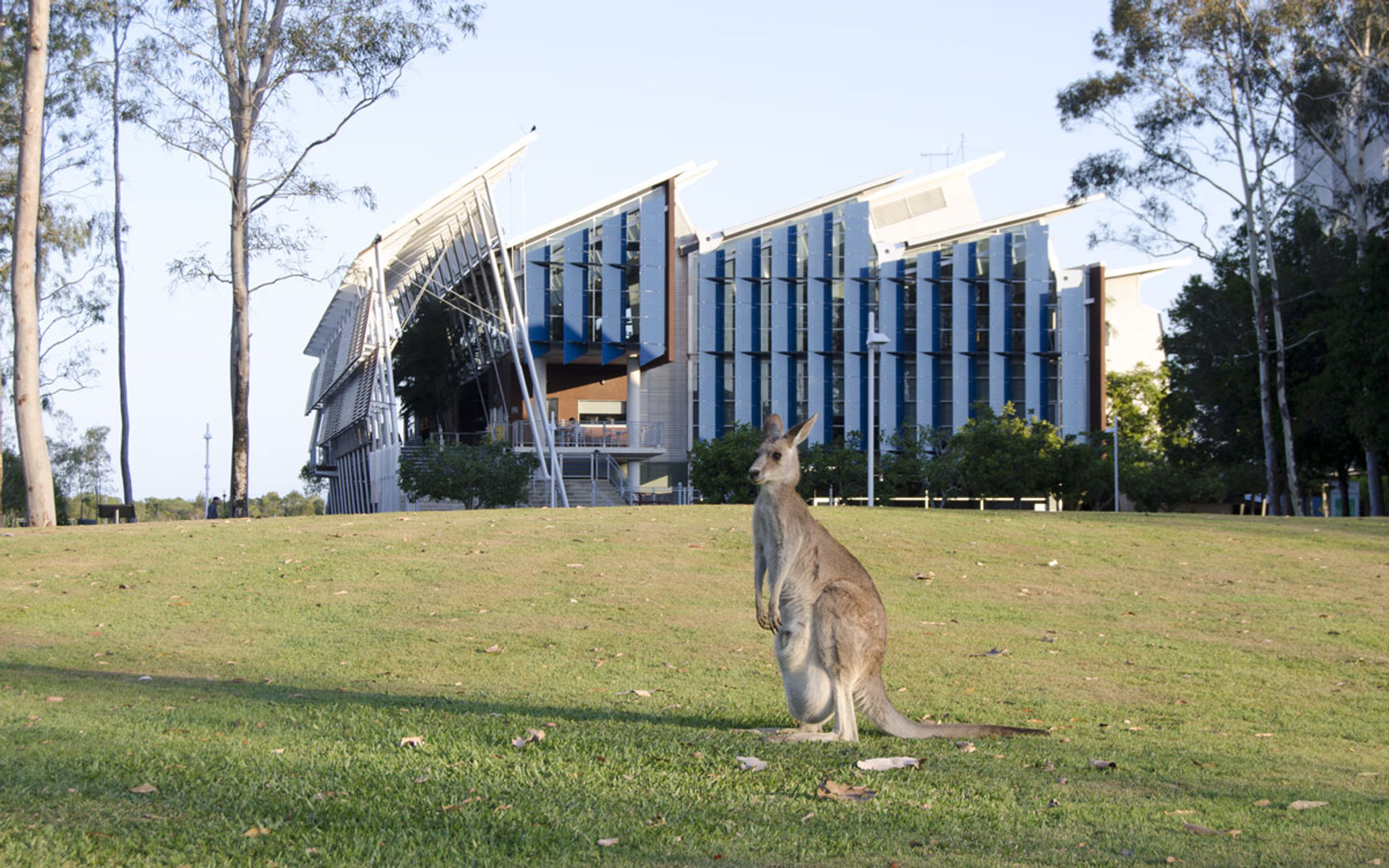 University of the Sunshine Coast : des kangourous se promènent sur le campus. Qu'attends-tu pour les rejoindre ?