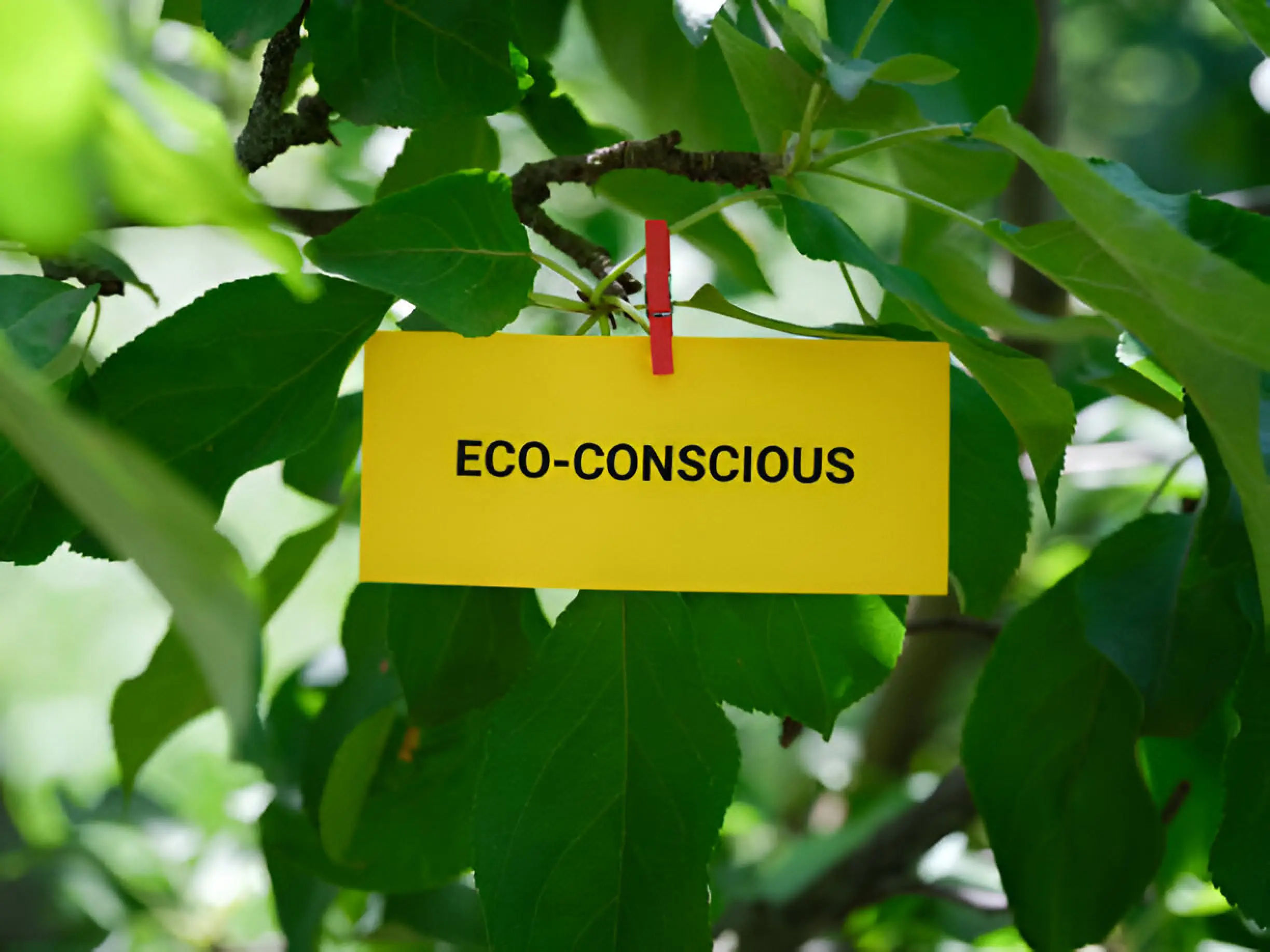 Visual guide showing steps individuals and businesses can take to adopt sustainable practices.