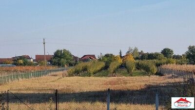 Teren intravilan in Satmarel 50 arii 55000 Euro
