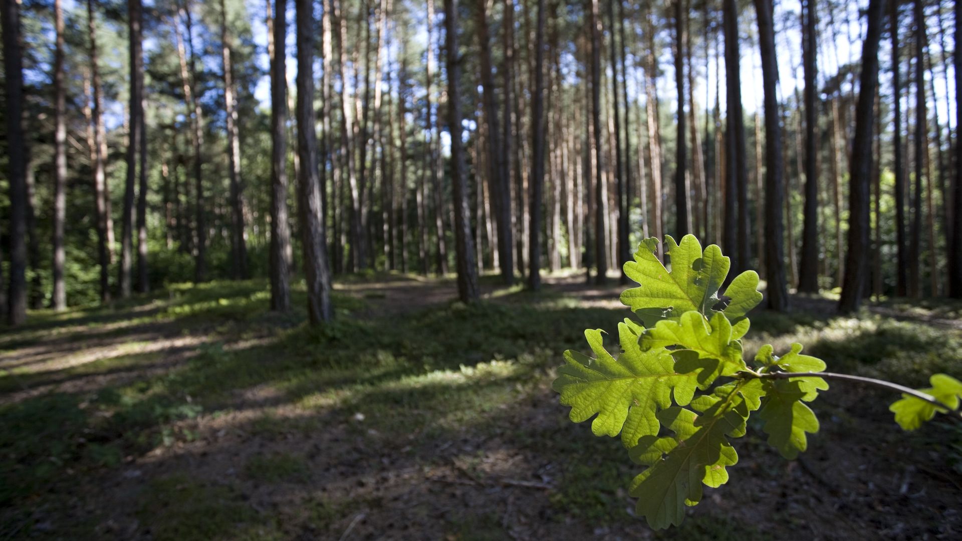 Biotopo del Lagheste - Baselga di Piné
