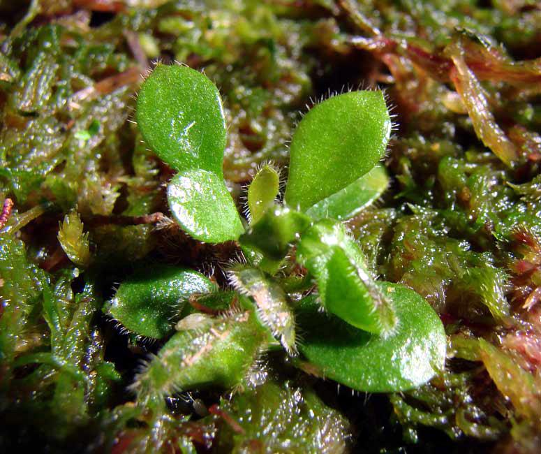 その他観葉植物 Cephalotus follicularis Adrian Slack GJ Cephalotus follicularis - FlytrapCare.com