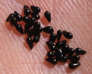 Handful of Venus Flytrap Seeds