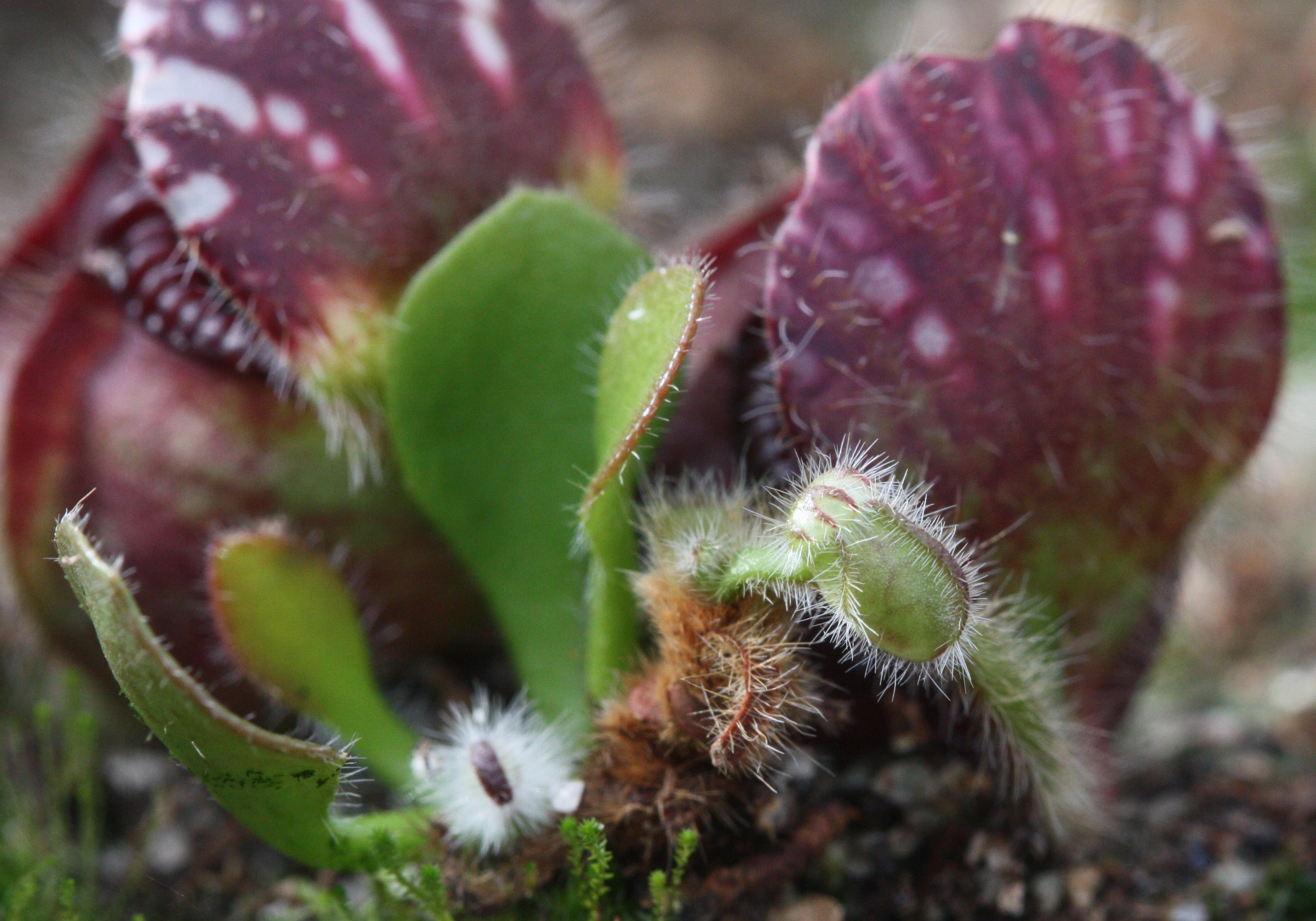 その他観葉植物 Cephalotus follicularis Adrian Slack GJ Cephalotus follicularis - FlytrapCare.com