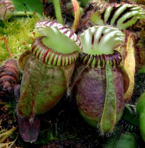 Cephalotus follicularis - FlytrapCare.com