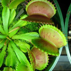 Nearly Adult-sized Venus Flytraps