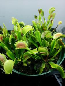 Nearly Adult-sized Venus Flytraps