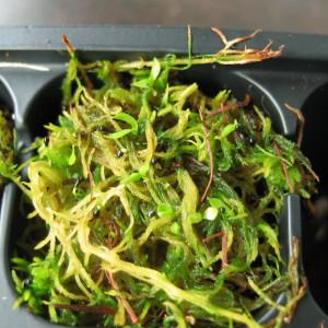 Venus Flytrap Seed Germination