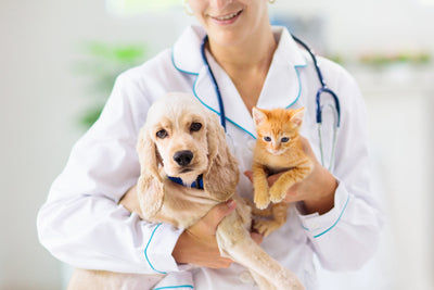 Vet holding a dog and a cat
