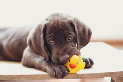 puppy with its toy