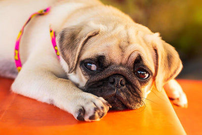 How to Treat Parvo in Dogs at Home? Remedies, Medicines & Vet-Approved Tips