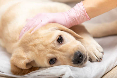 Is Your Pet Hiding These Respiratory Infection Warning Signs? Vet's Guide