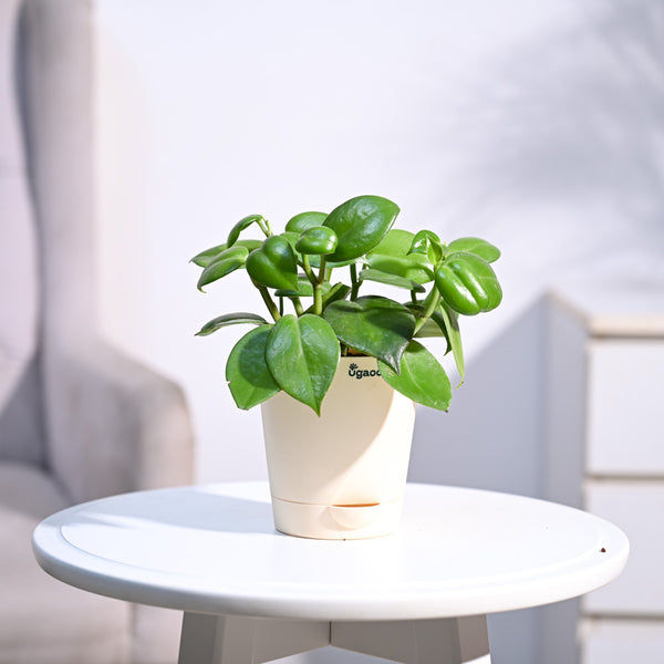 Ugaoo Succulent Live Peperomia Green Creeper Pet Safe Plant with Pot