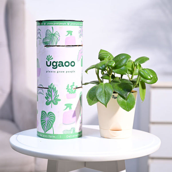 Ugaoo Succulent Live Peperomia Green Creeper Pet Safe Plant with Pot