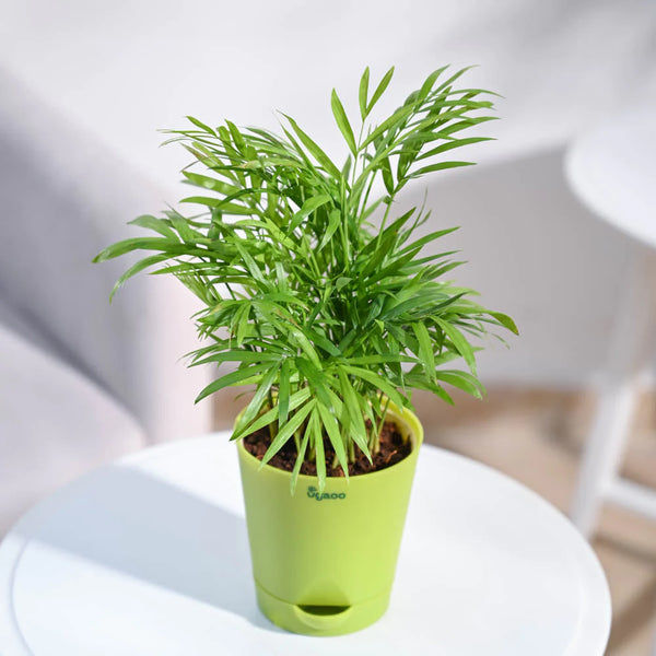 Ugaoo Bamboo Palm Pet Safe Plant with Self Watering Pot