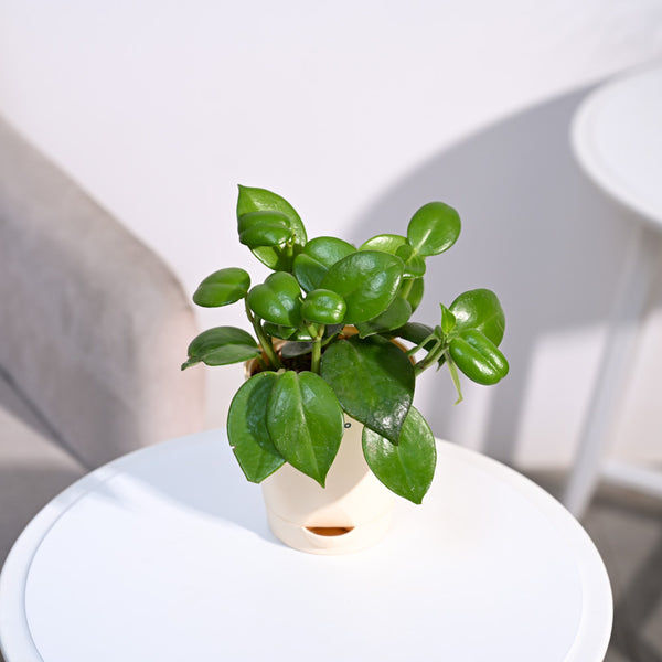 Ugaoo Succulent Live Peperomia Green Creeper Pet Safe Plant with Pot