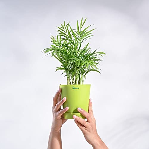 Ugaoo Bamboo Palm Pet Safe Plant with Self Watering Pot
